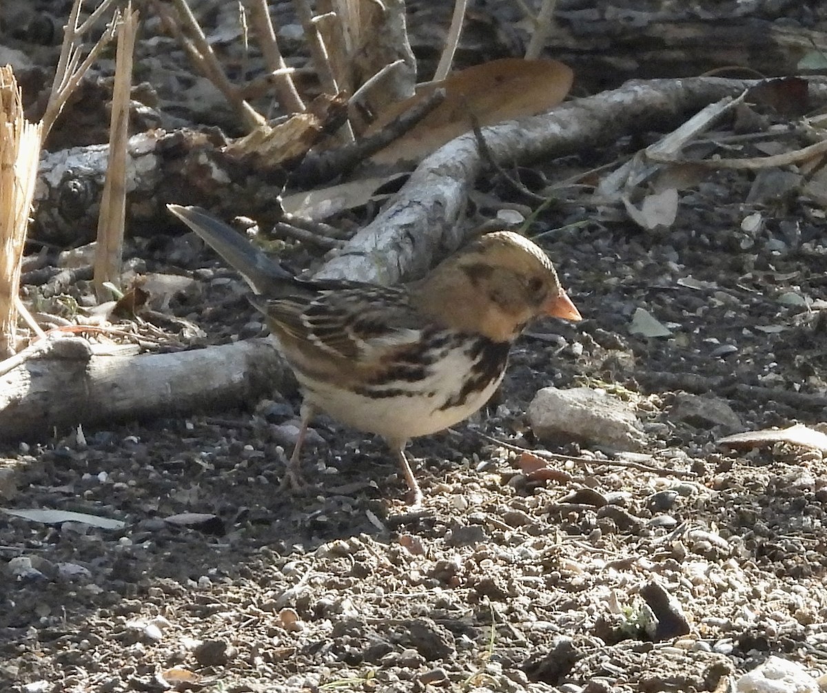 Harris's Sparrow - ML646689161