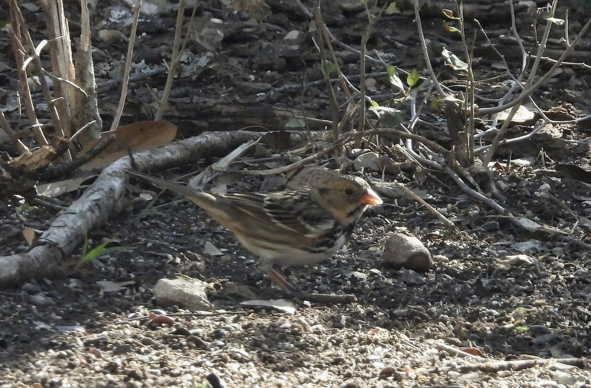 Harris's Sparrow - ML646689162