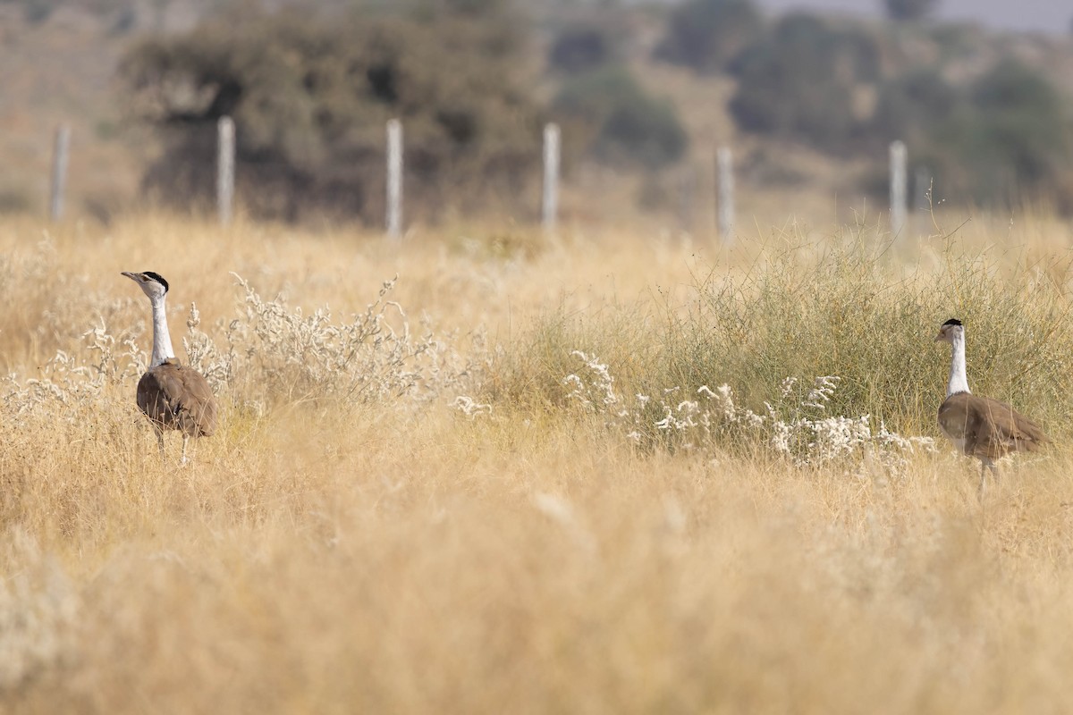 Great Indian Bustard - ML646689163