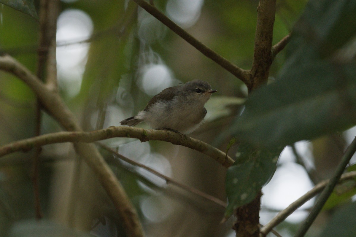 Brown Gerygone - ML646689164