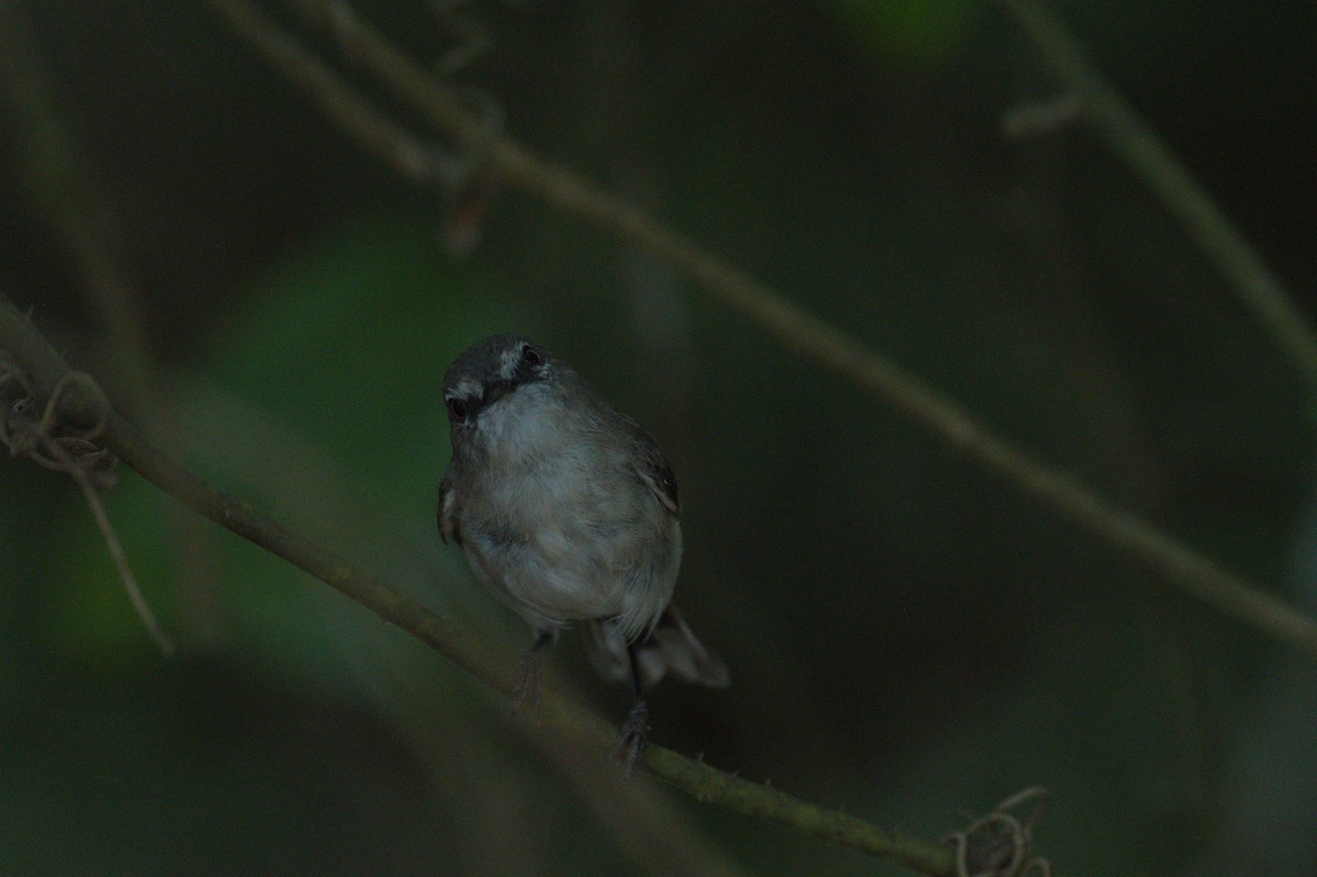 Brown Gerygone - ML646689165