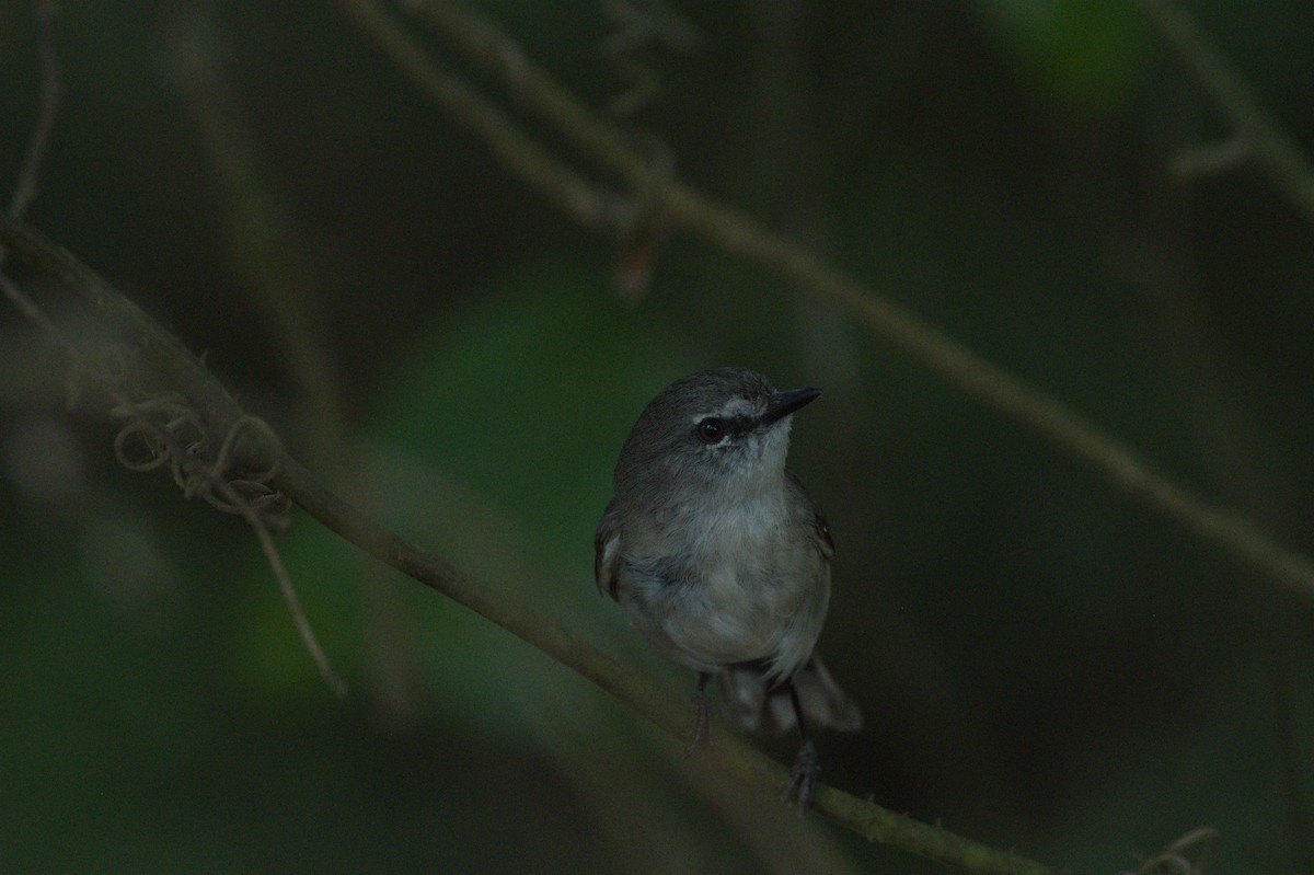 Brown Gerygone - ML646689166