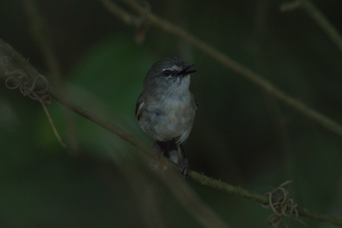 Brown Gerygone - ML646689167