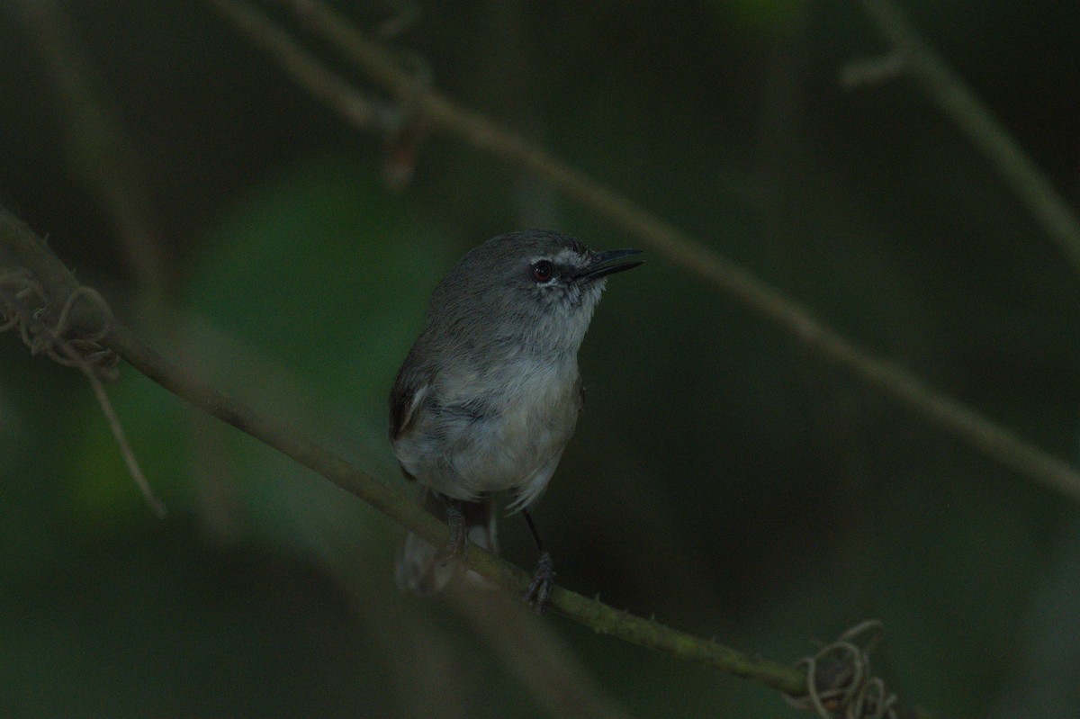 Brown Gerygone - ML646689168