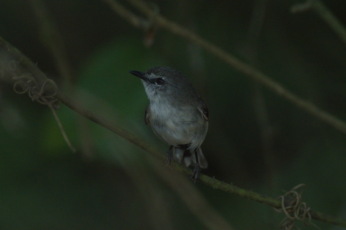 Brown Gerygone - ML646689169