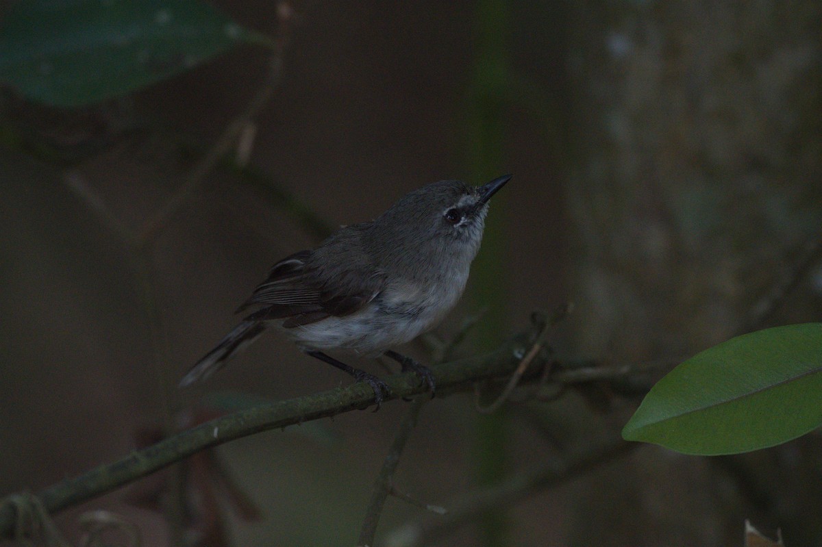 Brown Gerygone - ML646689170