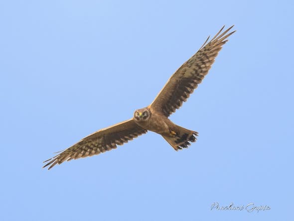 Pallid Harrier - ML646689172