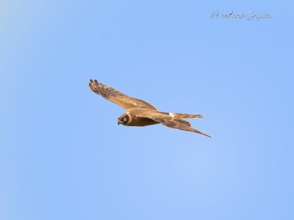 Pallid Harrier - ML646689174