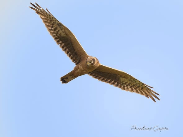 Pallid Harrier - ML646689178