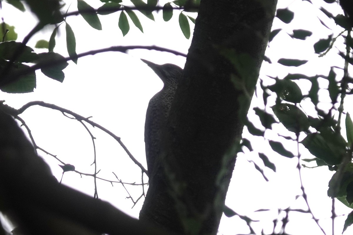 Eurasian Green Woodpecker - ML646689180