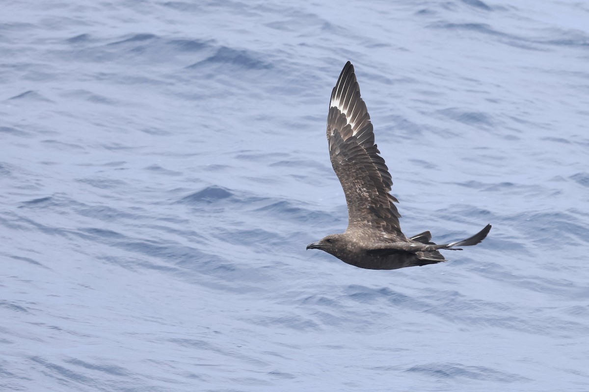 Marikaka antartikoa - ML646689201