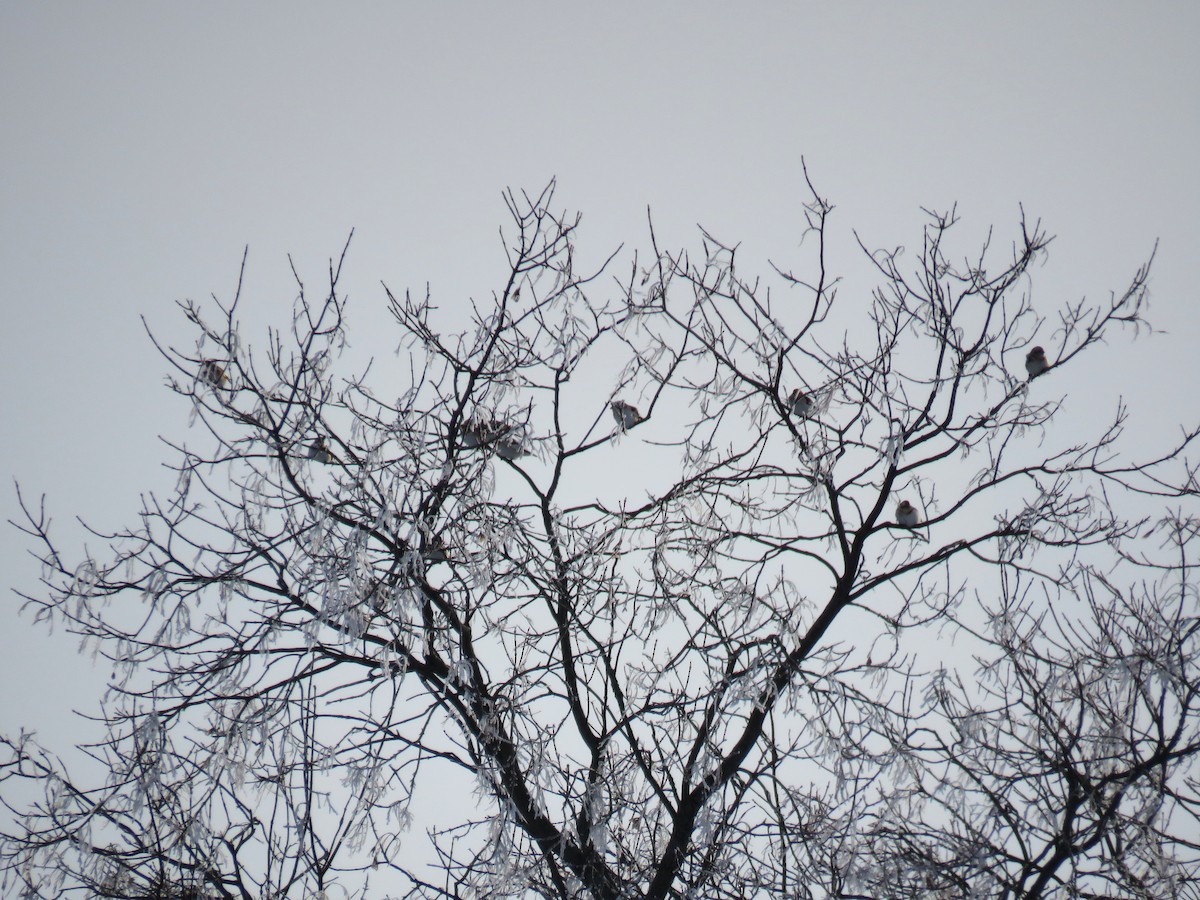 Snow Bunting - ML646689204