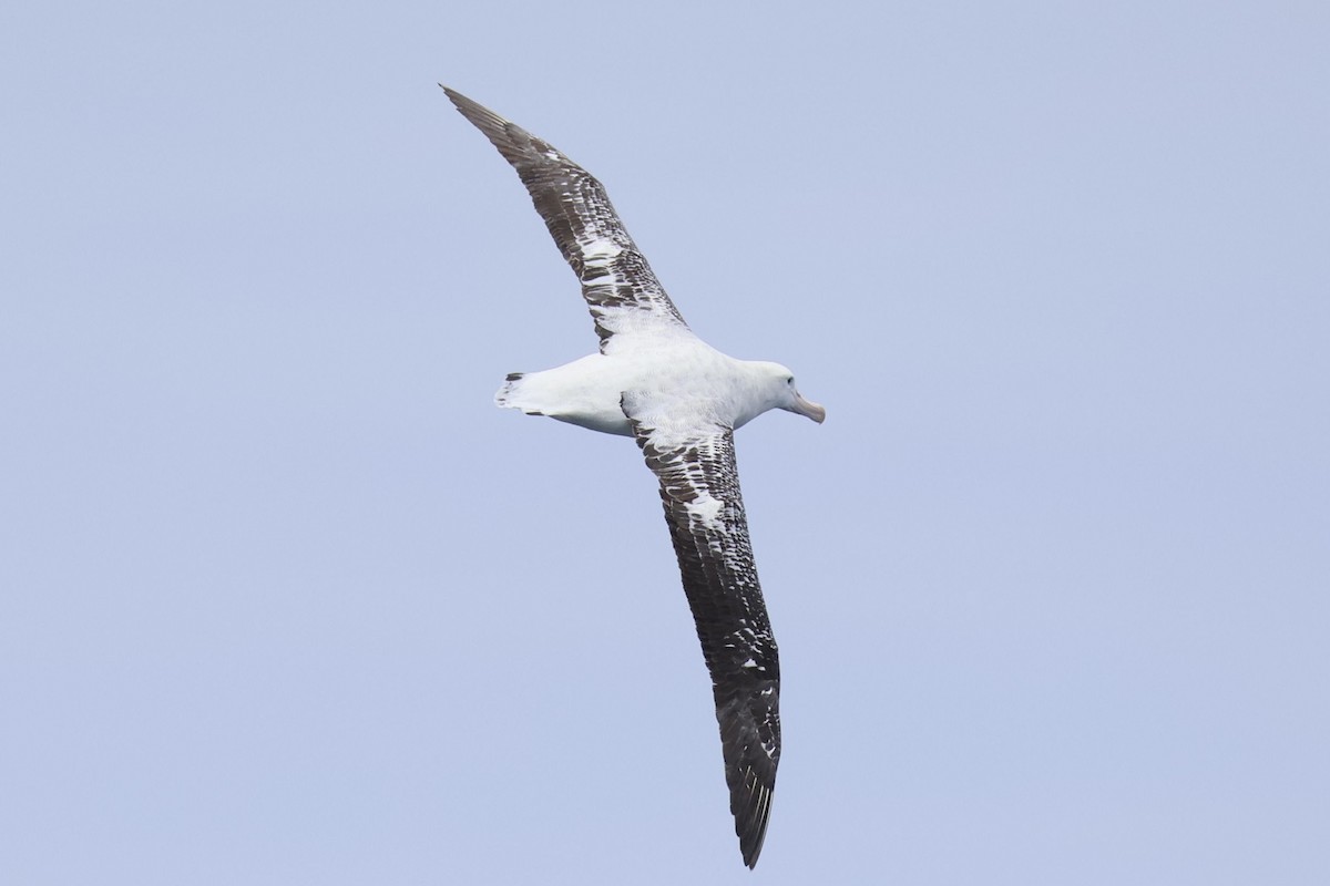 Antipodean Albatross (Gibson's) - ML646689205
