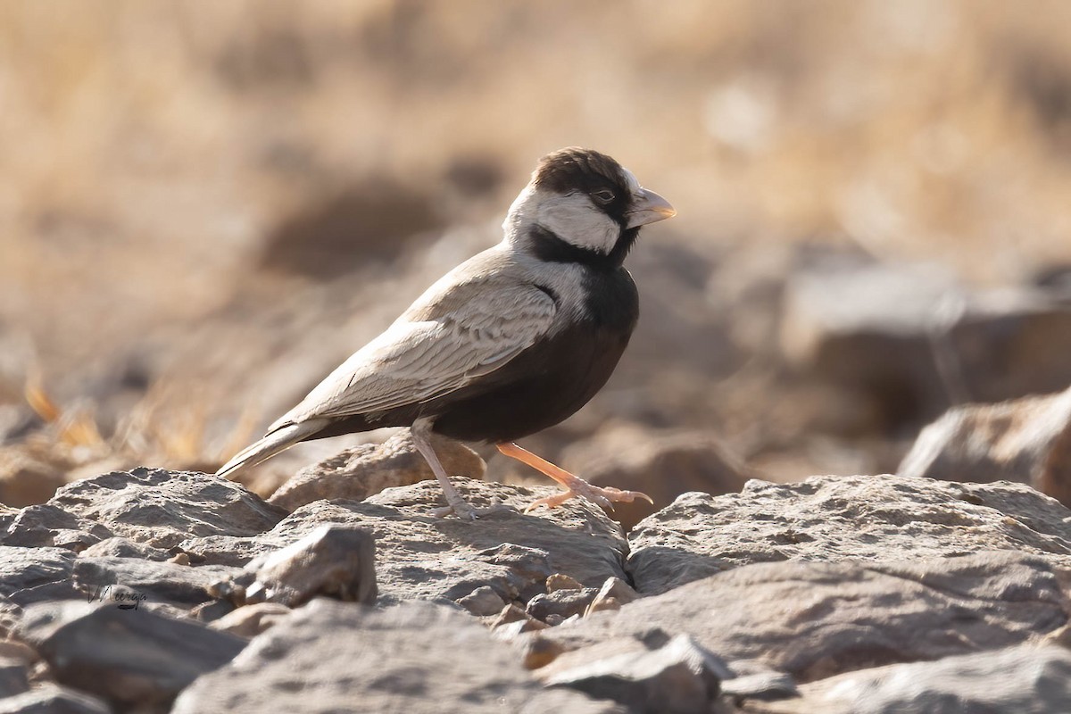 Black-crowned Sparrow-Lark - ML646689207