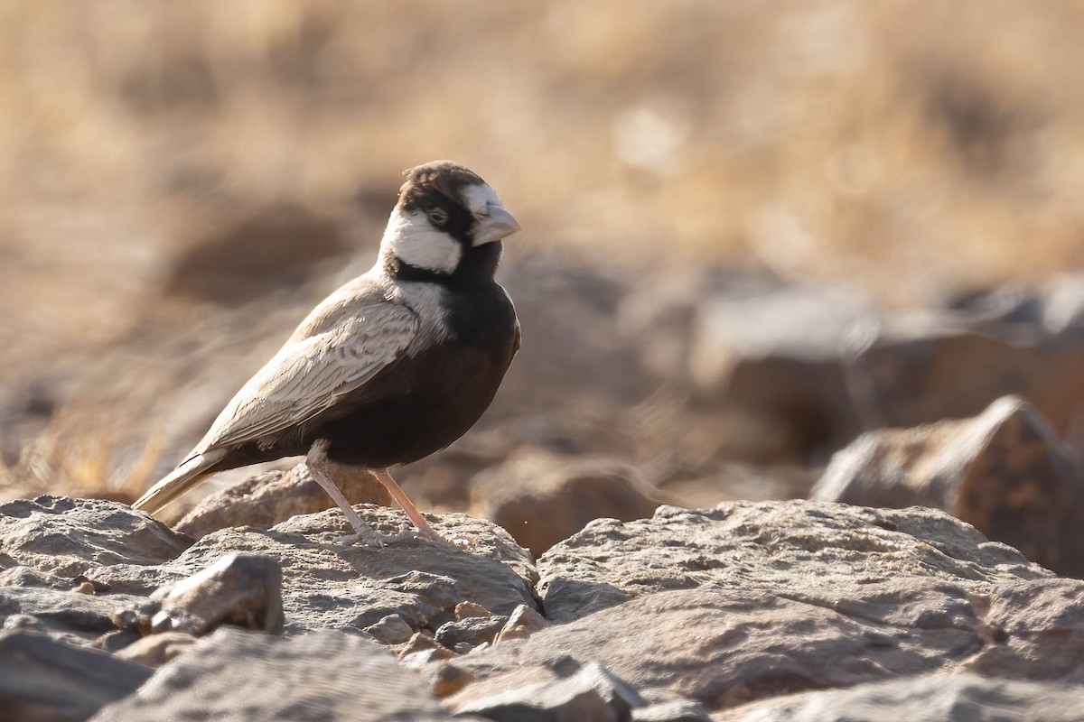Black-crowned Sparrow-Lark - ML646689211
