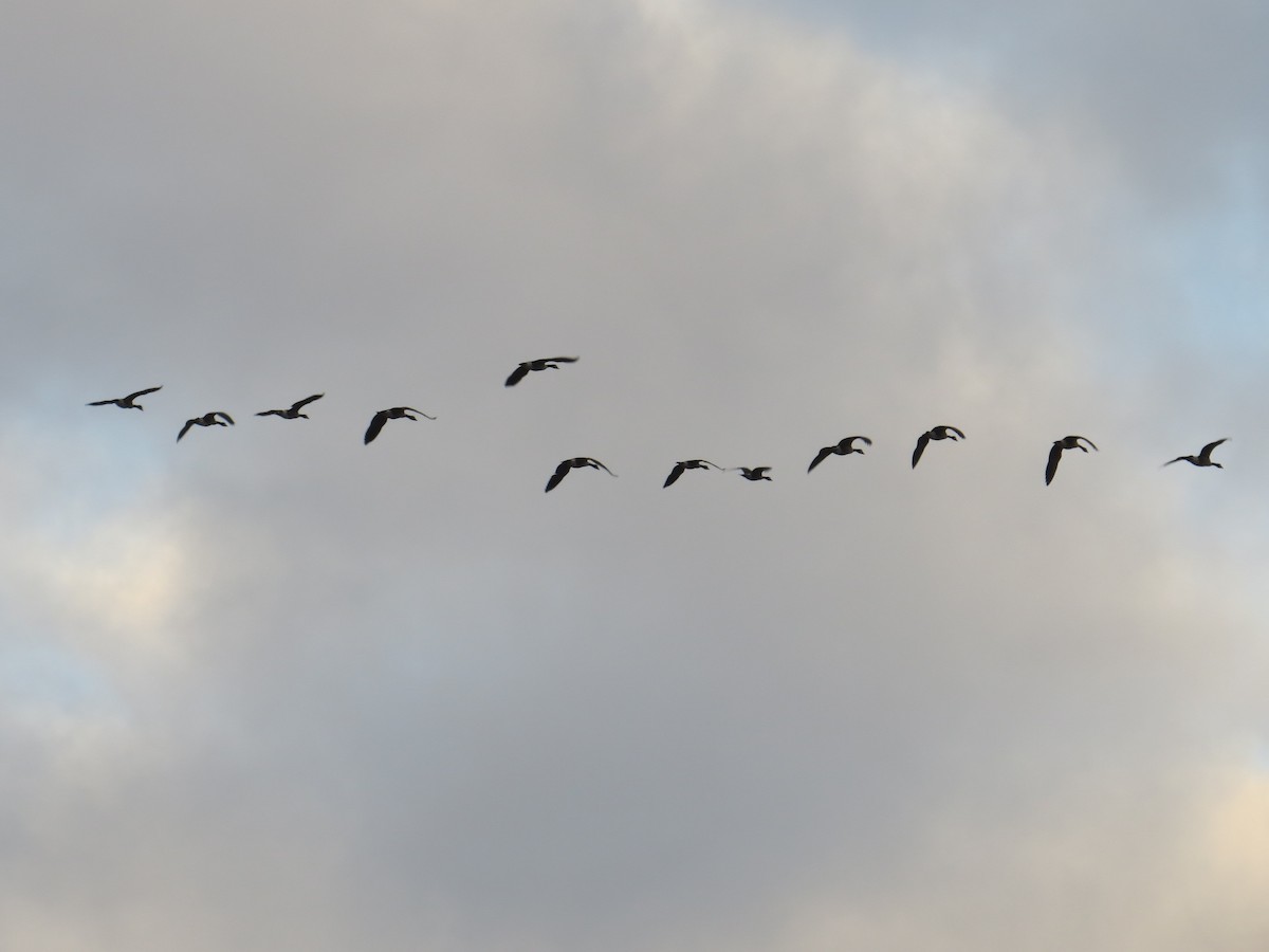 Canada Goose - ML646689212