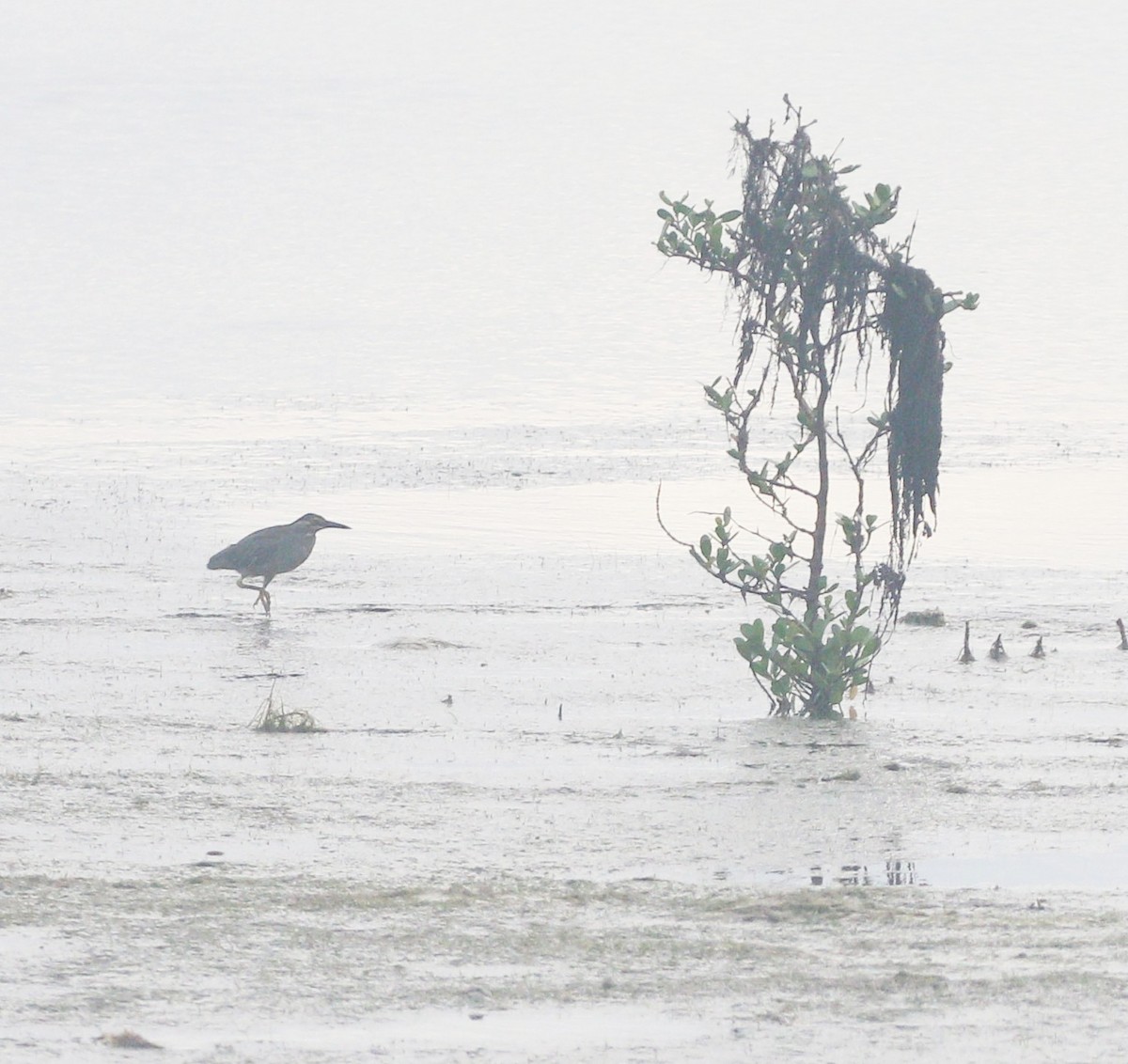 Little Heron - ML646689213