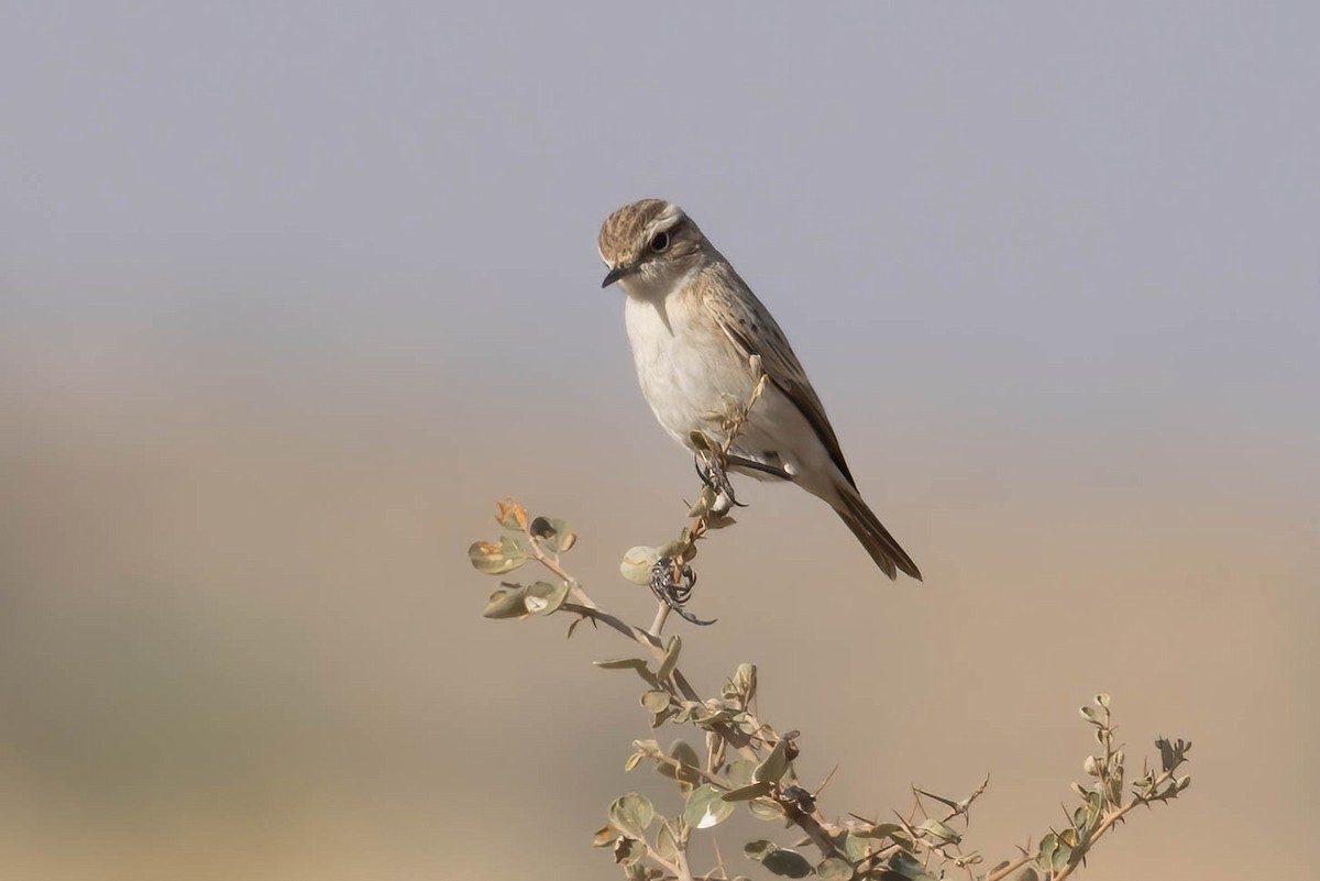 White-browed Bushchat - ML646689216