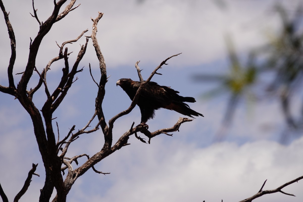 Клинохвостый орёл - ML646689219