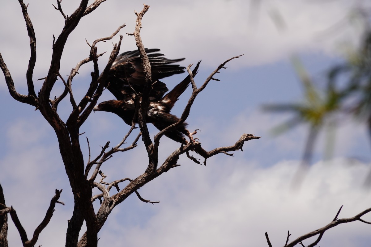 Клинохвостый орёл - ML646689220