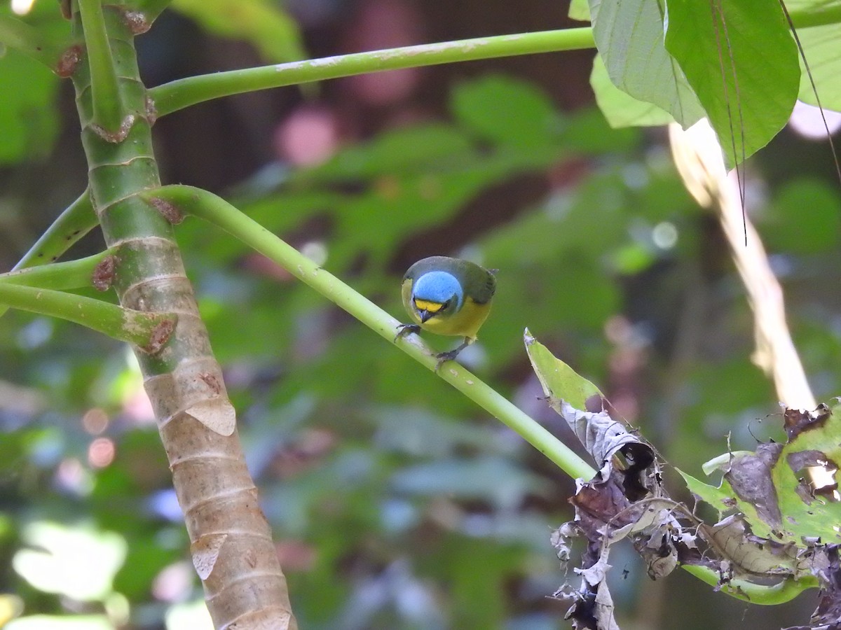Puerto Rican Euphonia - ML646689221
