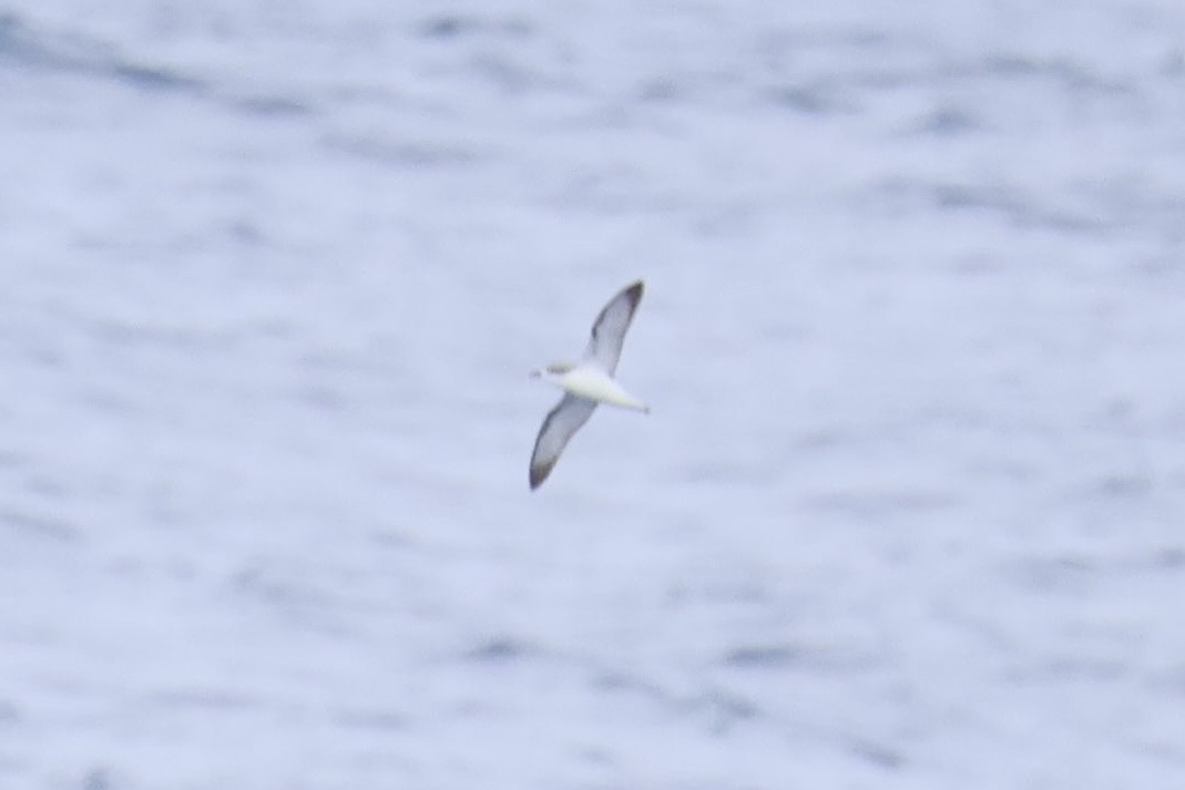 Cook braia - ML646689222