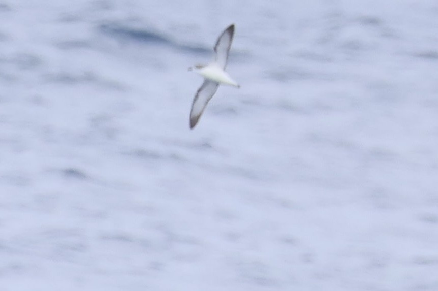 Cook braia - ML646689223