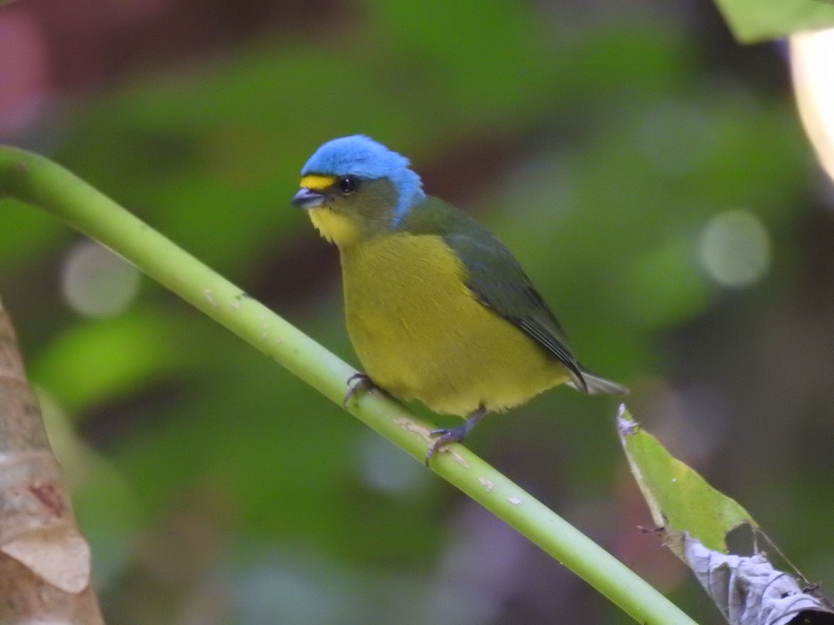 Puerto Rican Euphonia - ML646689224