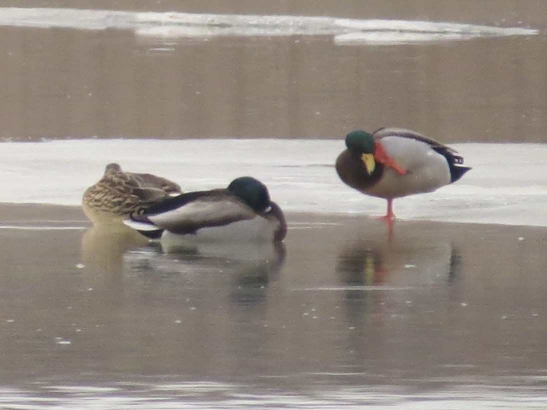 Mallard - ML646689228