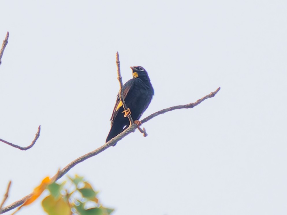 キガシラムクドリ - ML646689229