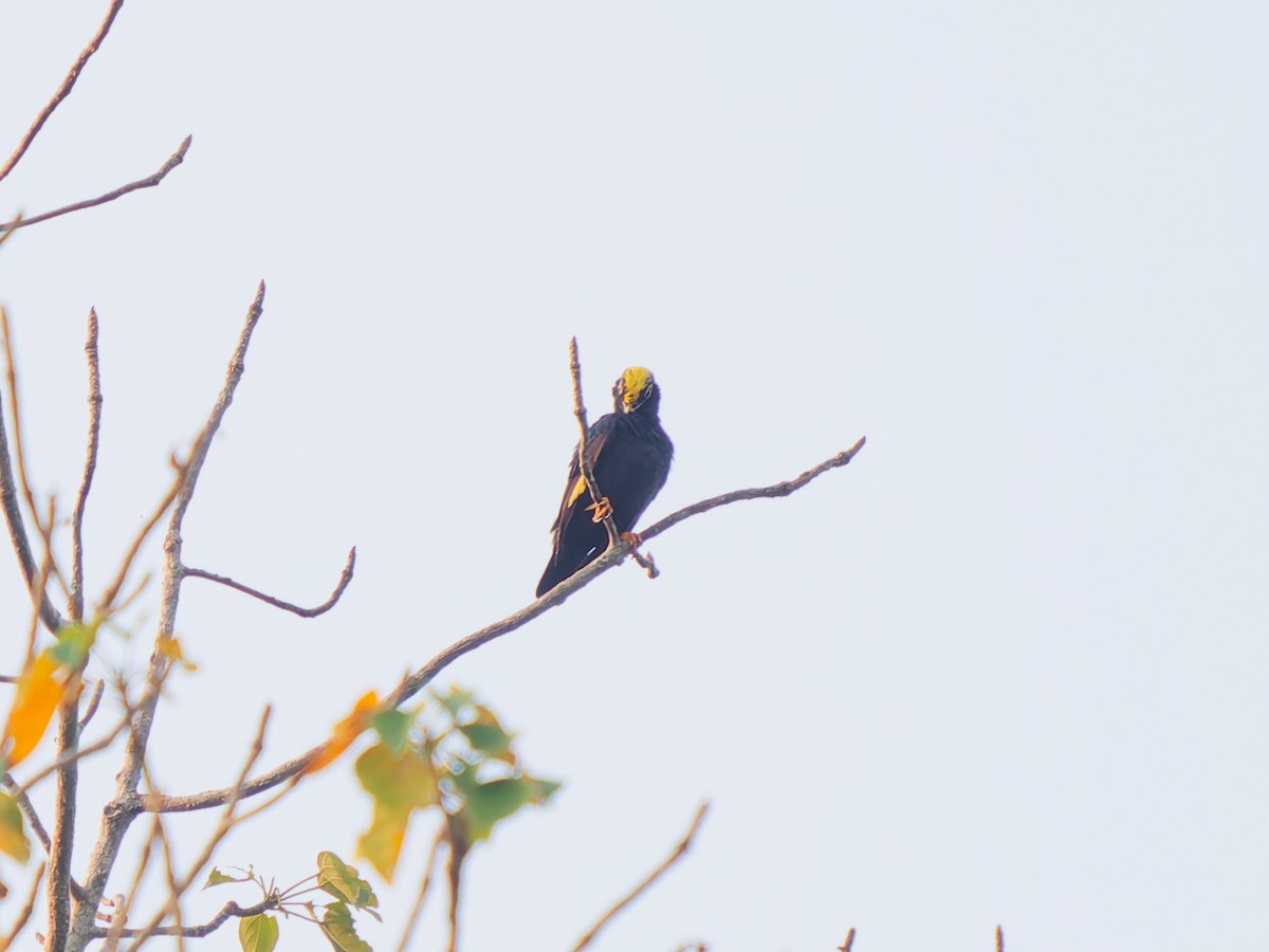 キガシラムクドリ - ML646689230