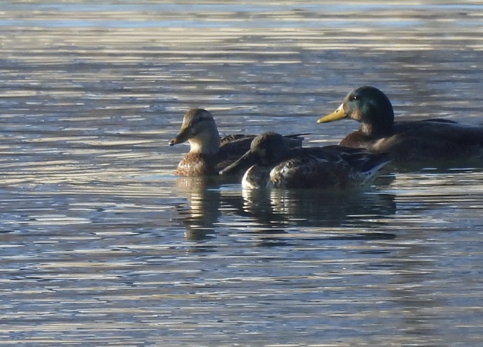 綠頭鴨 - ML646689232