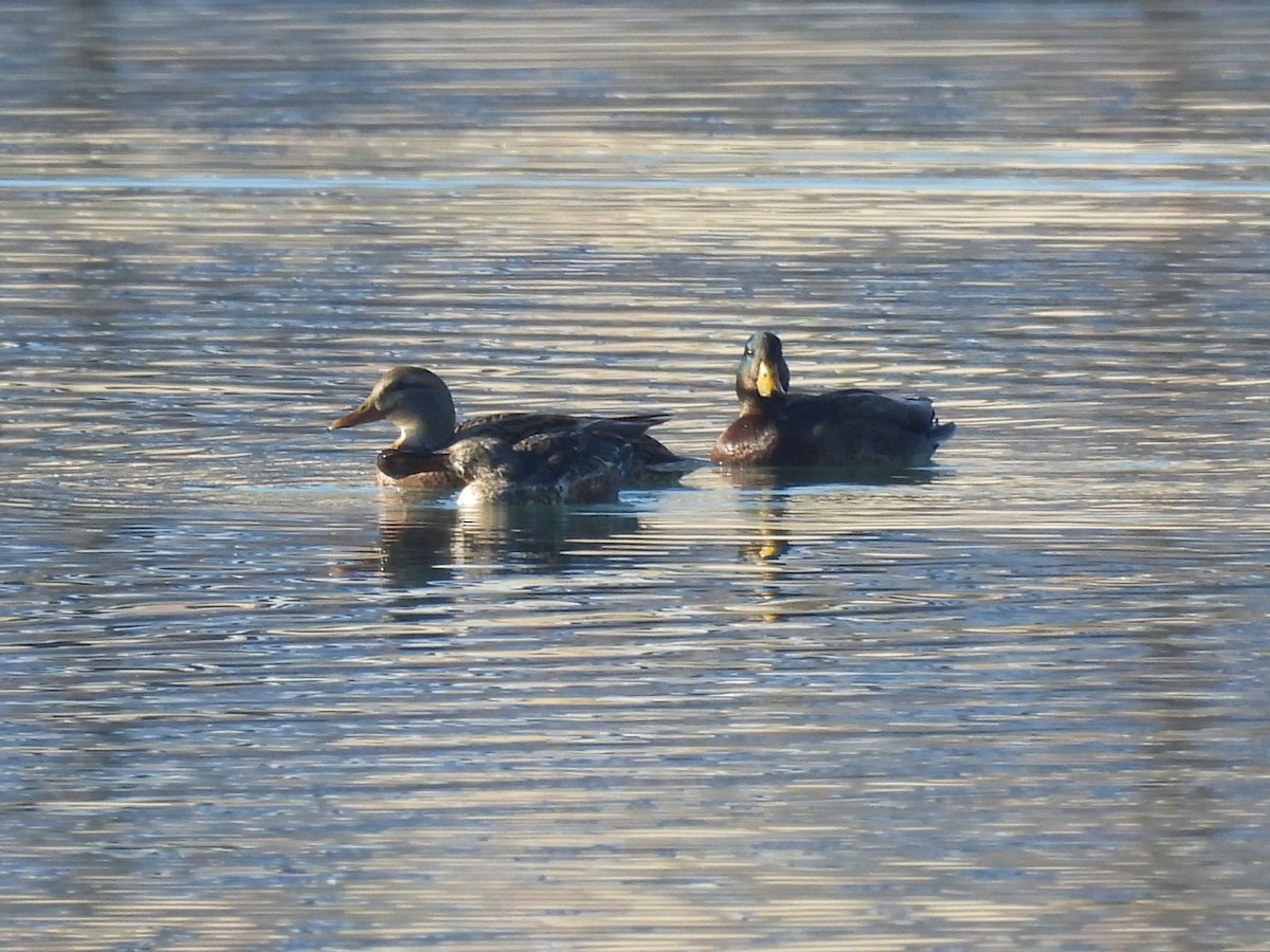 綠頭鴨 - ML646689235