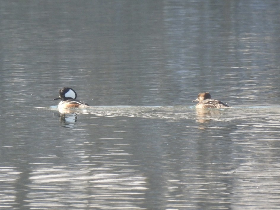 Hooded Merganser - ML646689239