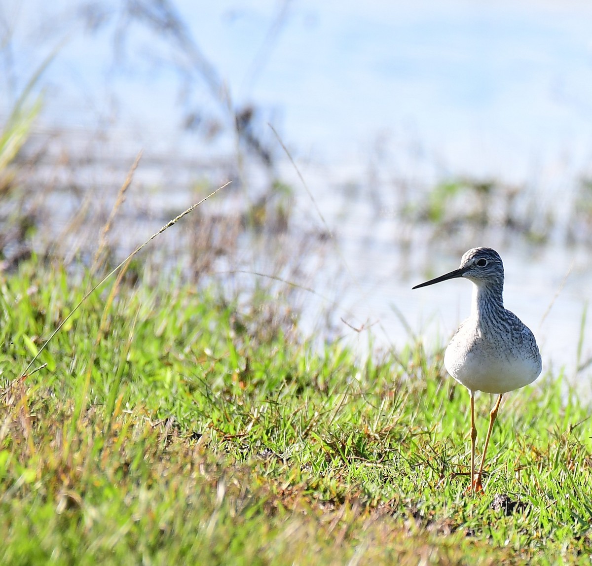 コキアシシギ／オオキアシシギ - ML646689240