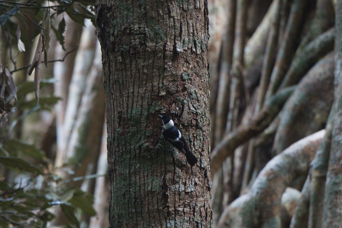 Pied Monarch - ML646689241