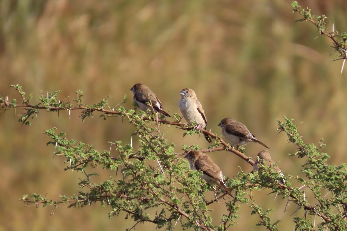 Indian Silverbill - ML646689242