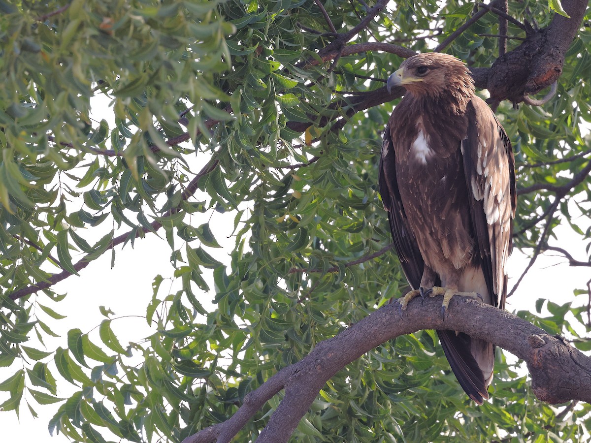 Aigle des steppes - ML646689248