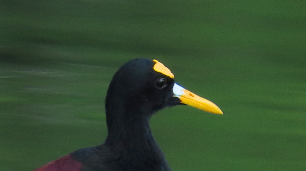 Jacana Centroamericana - ML646689249