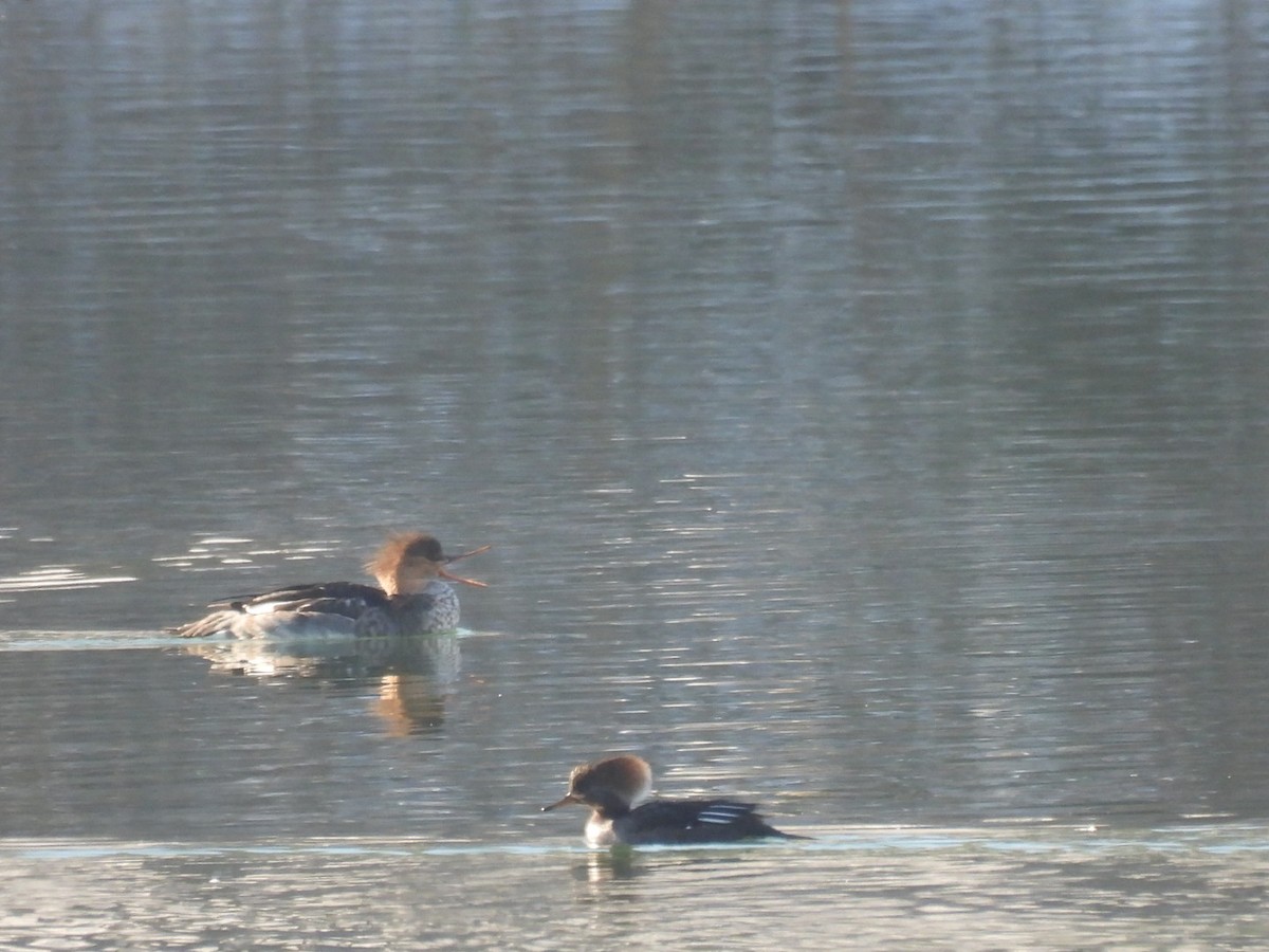 紅胸秋沙 - ML646689254