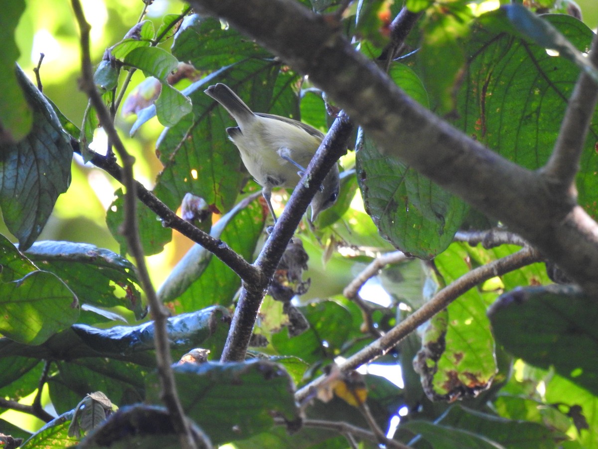 Puerto Rican Vireo - ML646689255