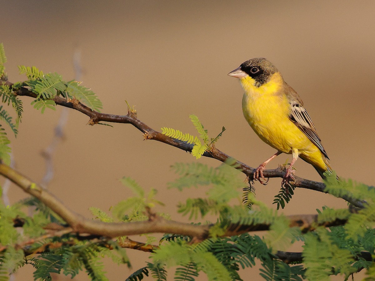 Bruant mélanocéphale - ML646689265