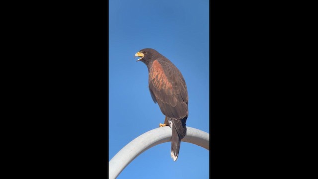 Harris's Hawk - ML646689266