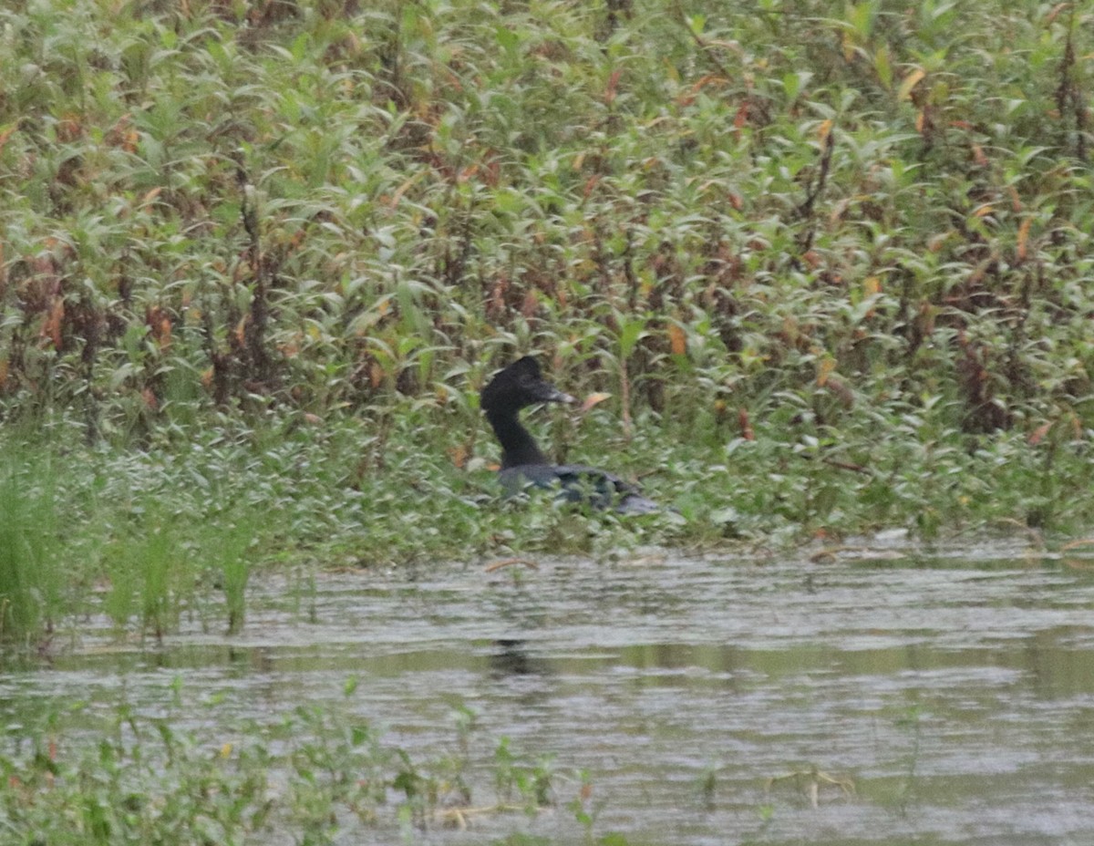 Мускусная утка - ML646689268