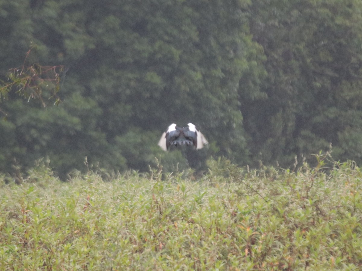 Мускусная утка - ML646689269