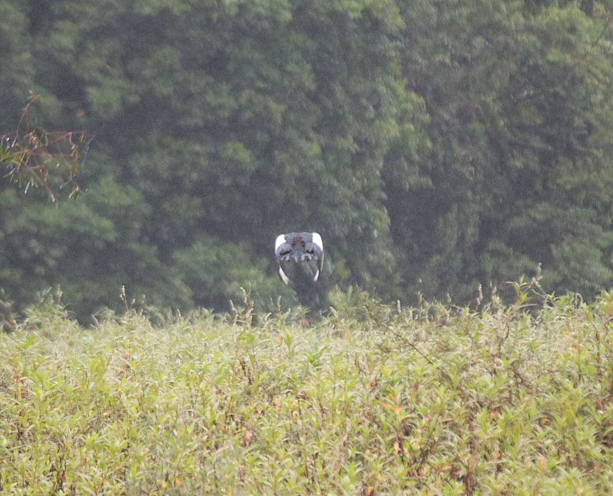 Мускусная утка - ML646689270