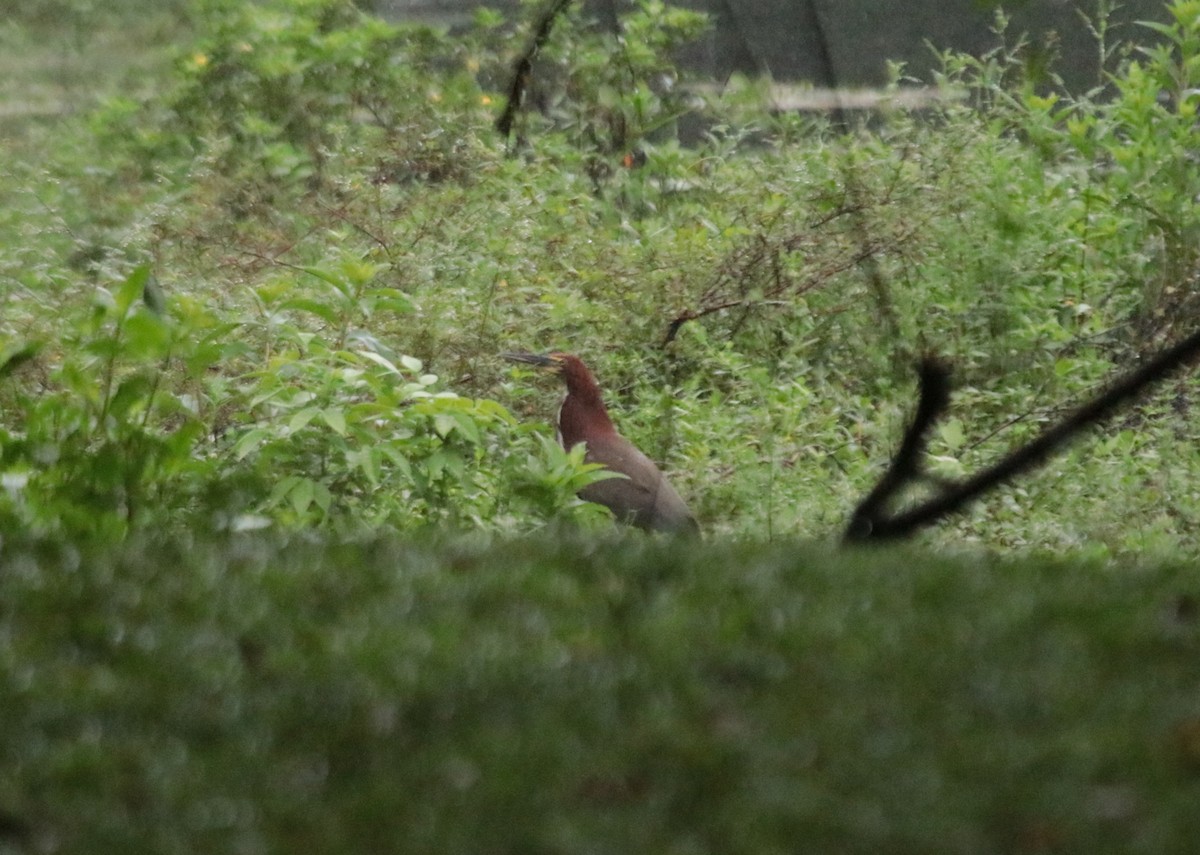 Мраморная тигровая выпь - ML646689280