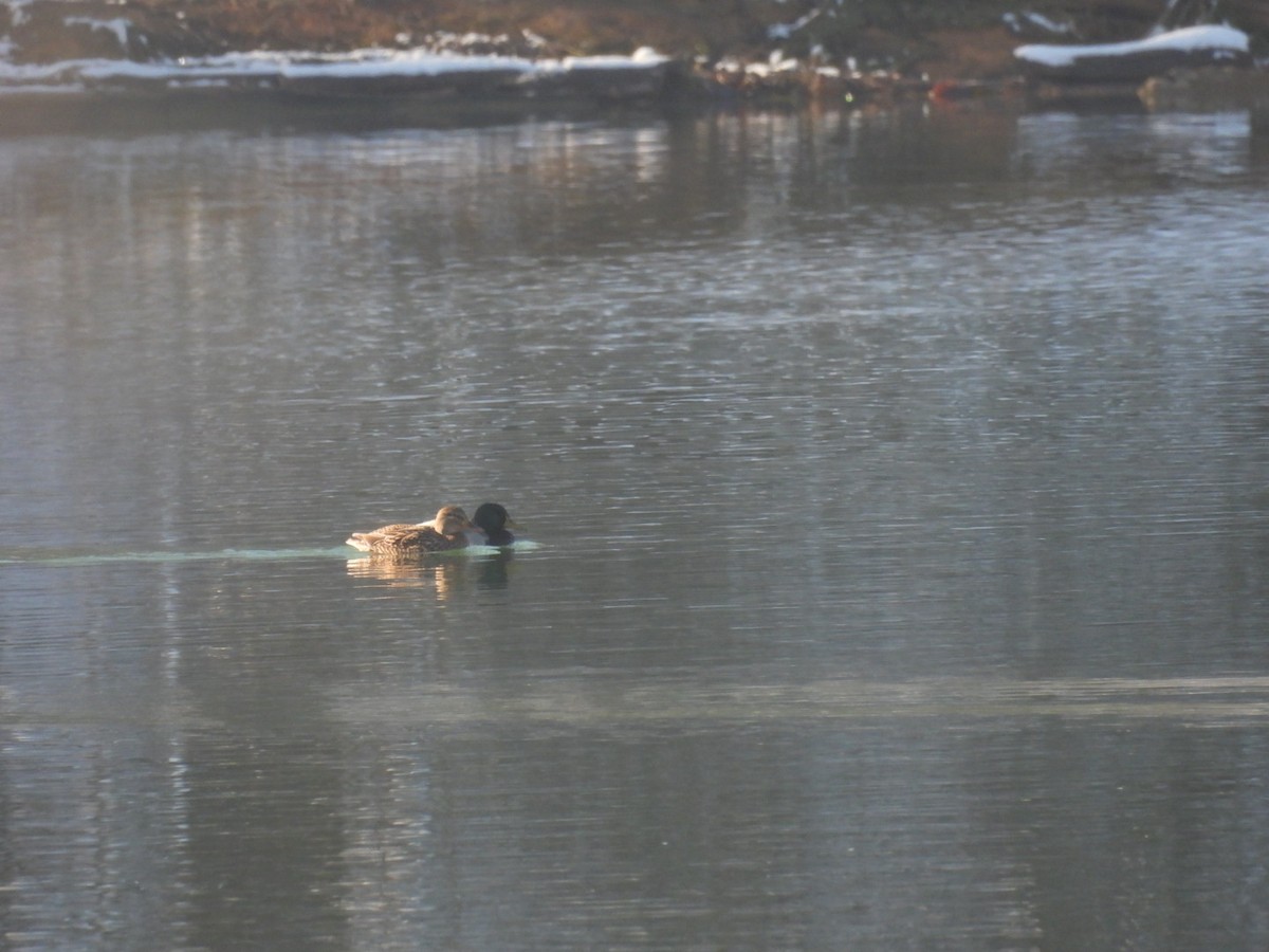 綠頭鴨 - ML646689285