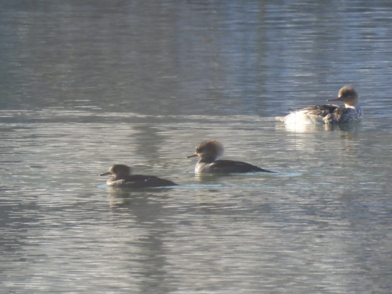 Hooded Merganser - ML646689292