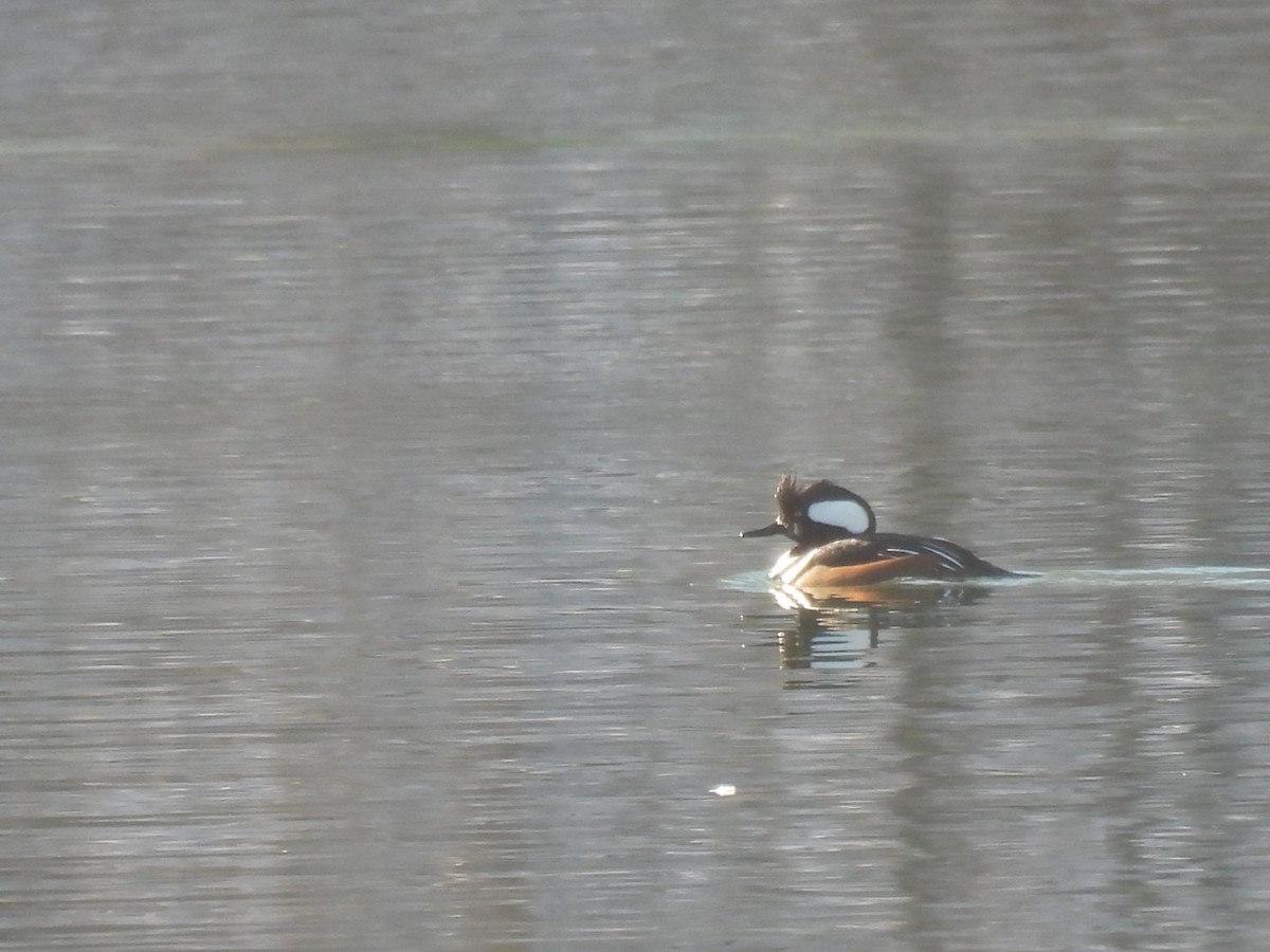 Hooded Merganser - ML646689297